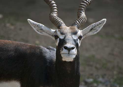 blackbuck